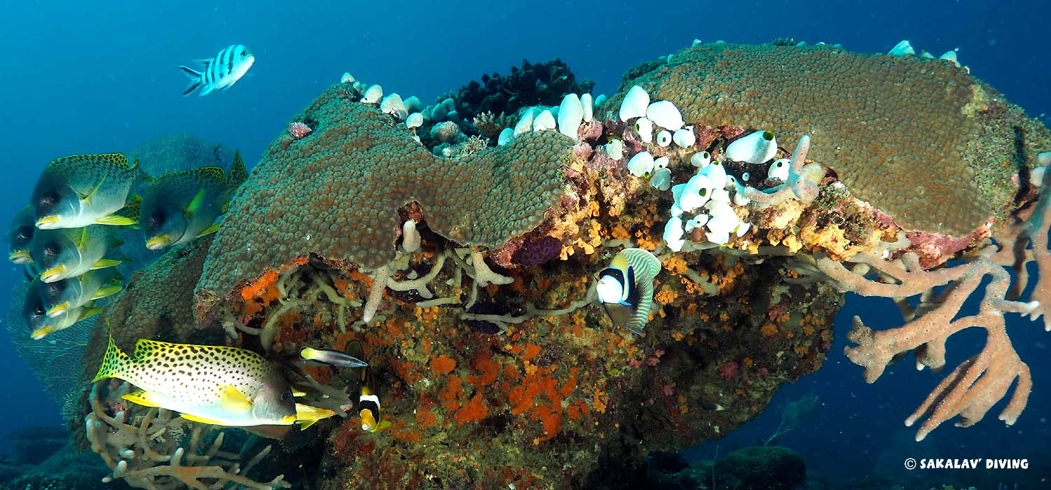 sites différents de plongée à Nosy Be Madagascar